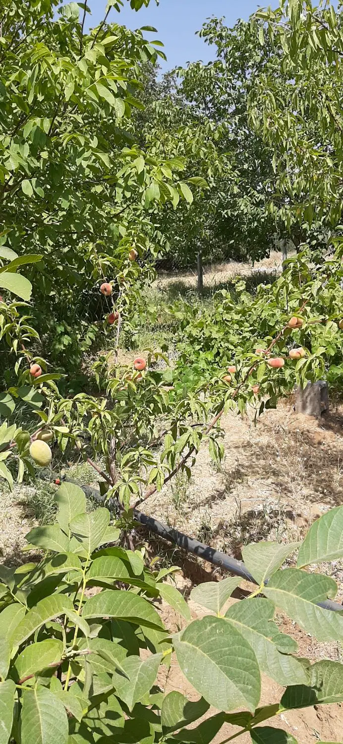 باغ گردو و میوه نرسیده به روستای وهنان
