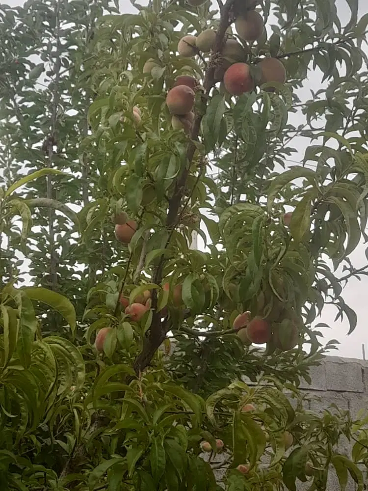 ویلا باغ بااعیانی ۱۲۰ متر و عرصه ۳۰۰