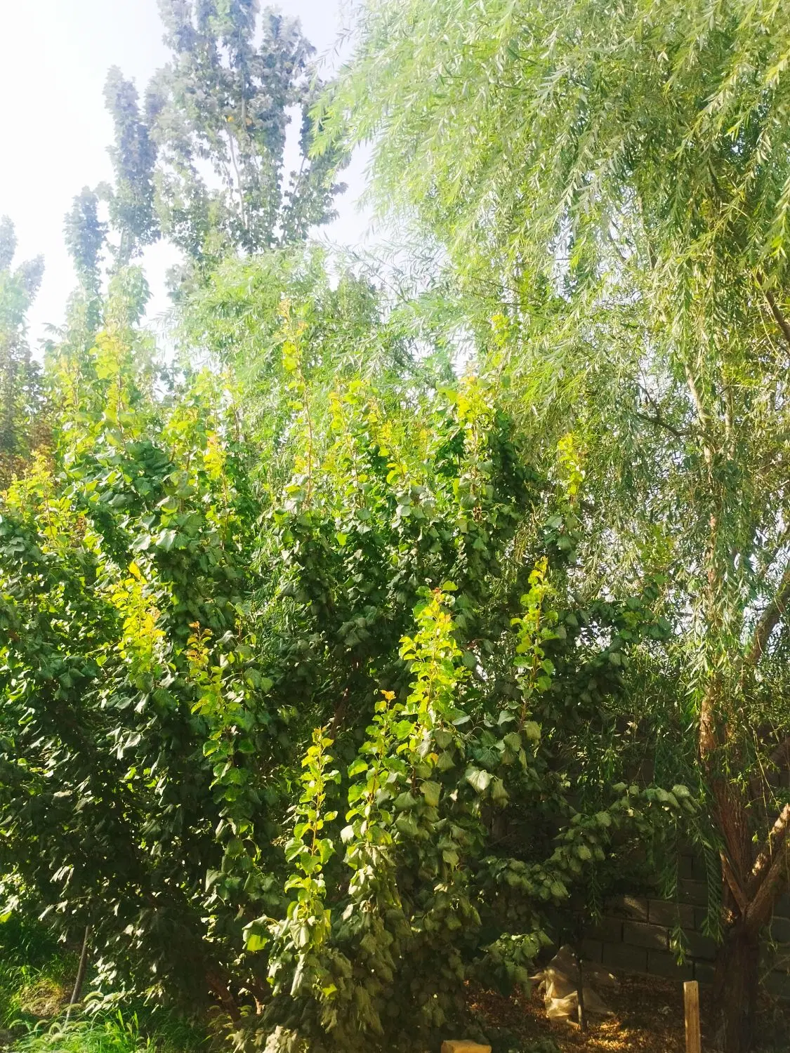 باغ بافت سنقرآباد