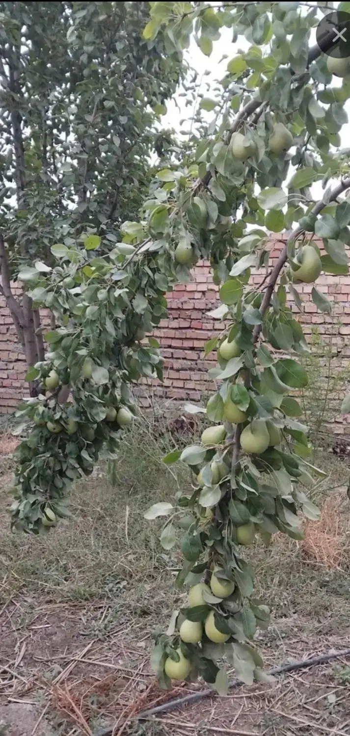 خانه ، خانه باغ