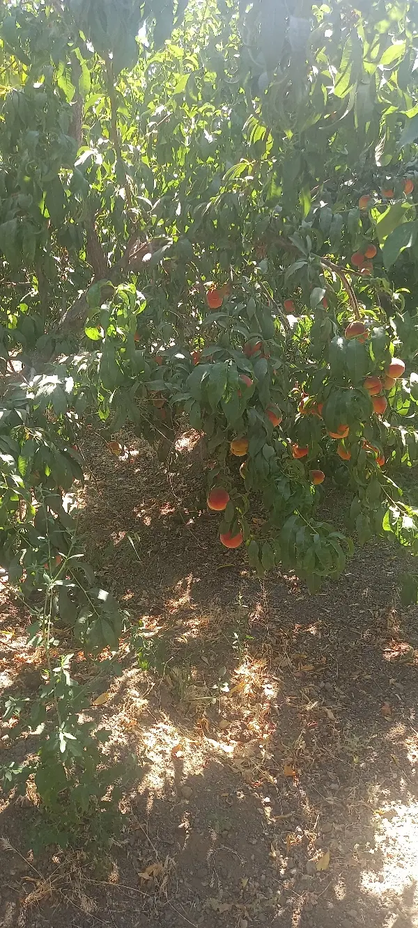 ۵۰۲ متر باغچه نمیر جنوبی