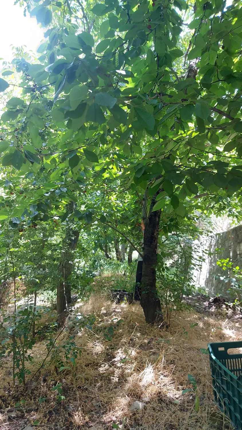 فشم باغگل