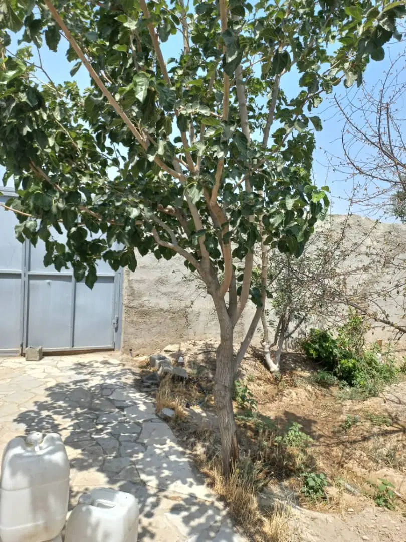 باغچه بیدگنه