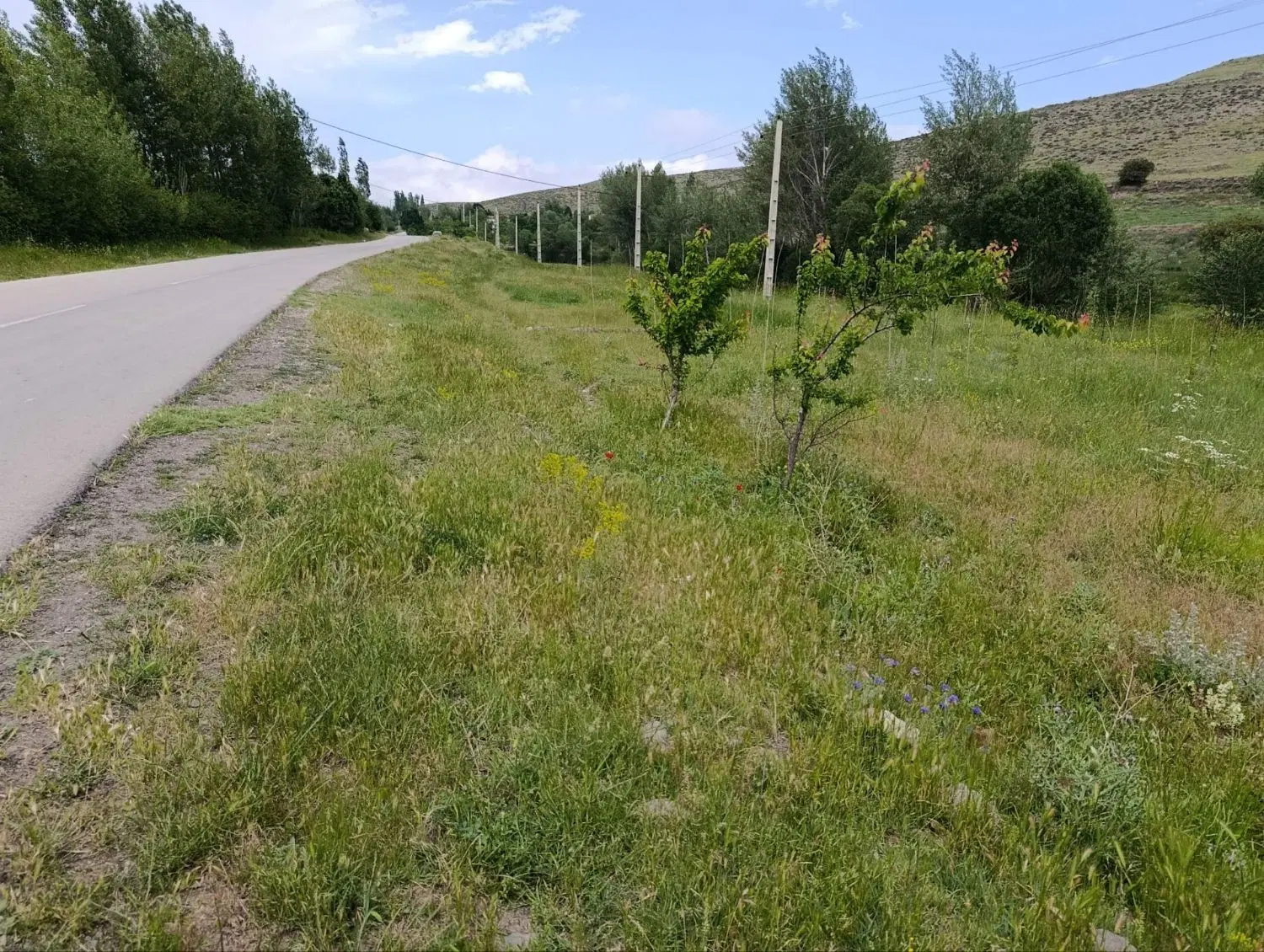 زمین زراعی باغی
