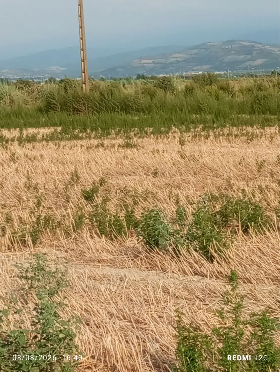 زمین کشاورزی