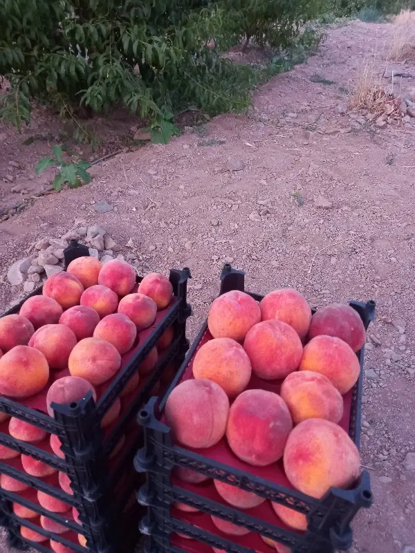 باغ هلو ویژه