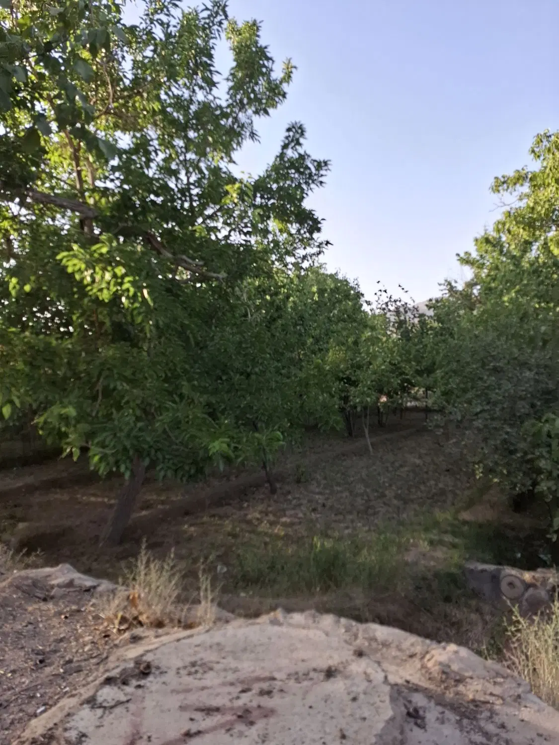 باغ نصراباد پیشکوه