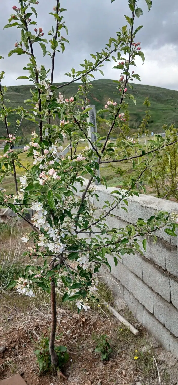 باغ ویلایی سه هزار متری در.  سیوان   قابل معاوضه