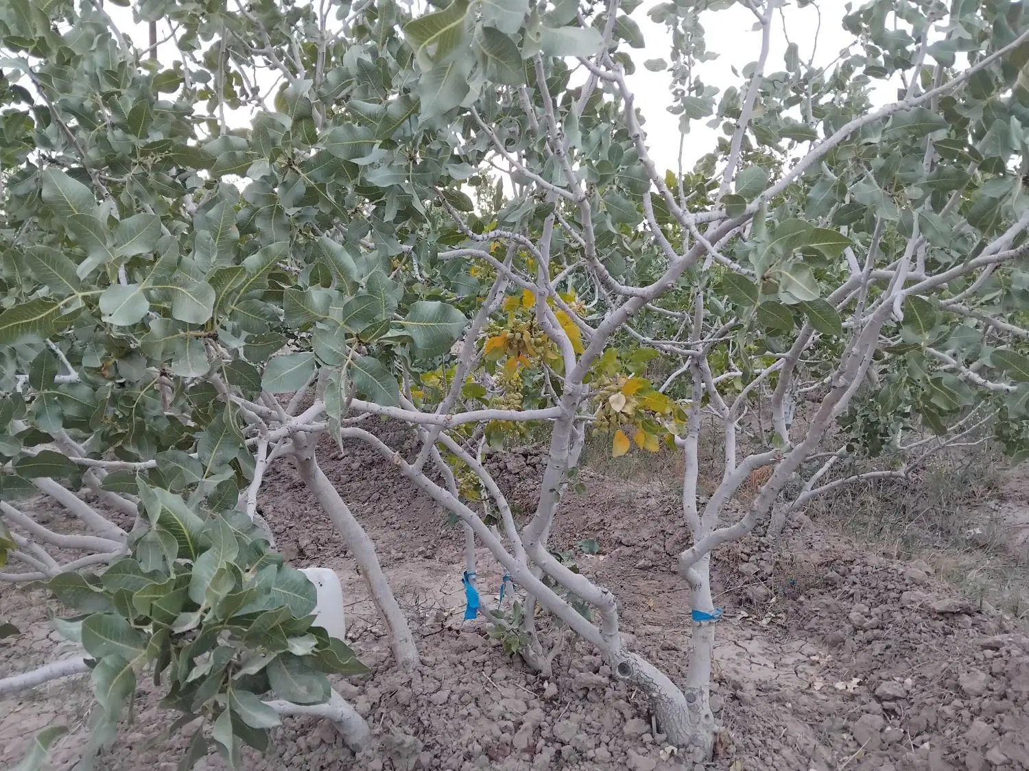 فروش باغ پسته بادرختان 33ساله وباربده
