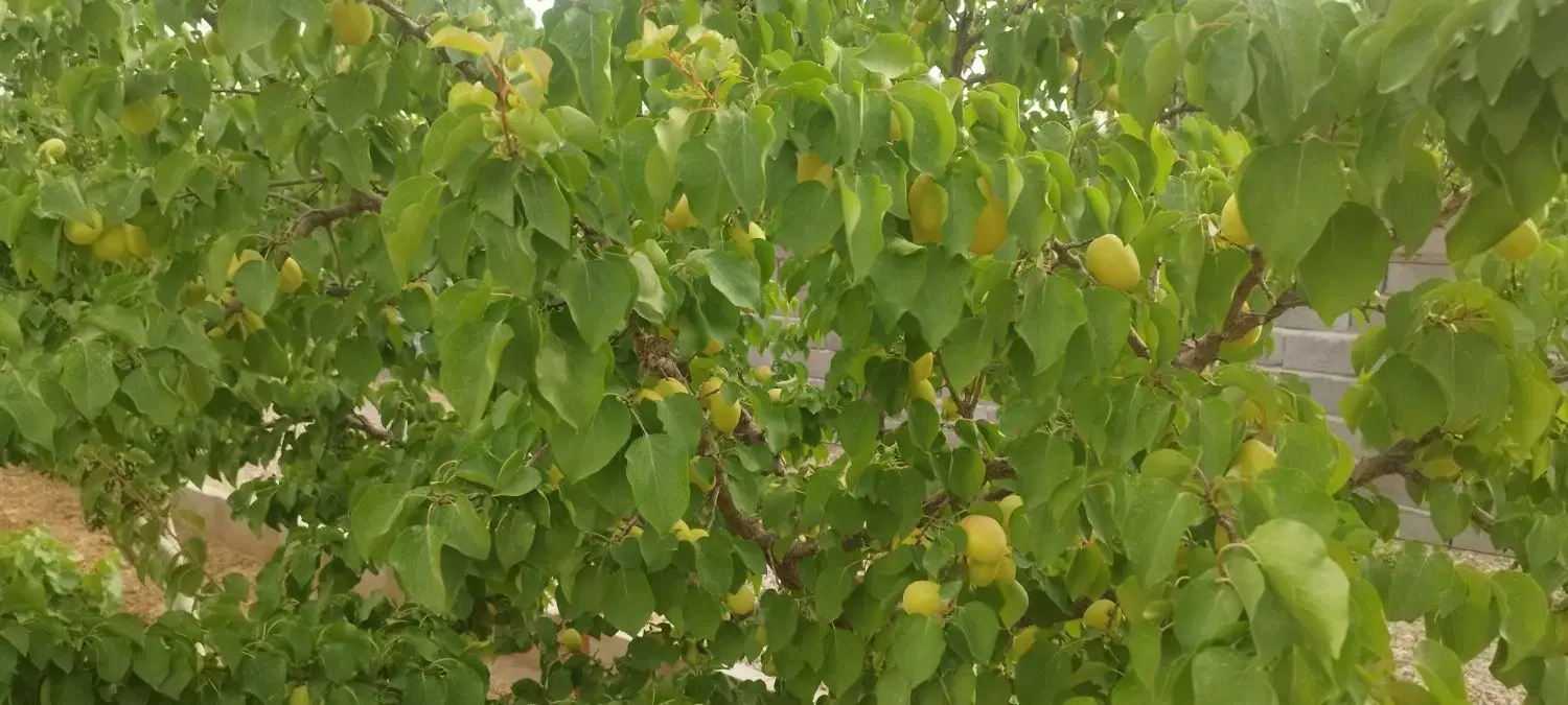 فروش زمین باغی سند دار درشهر زاویه جاده رحمت اباد