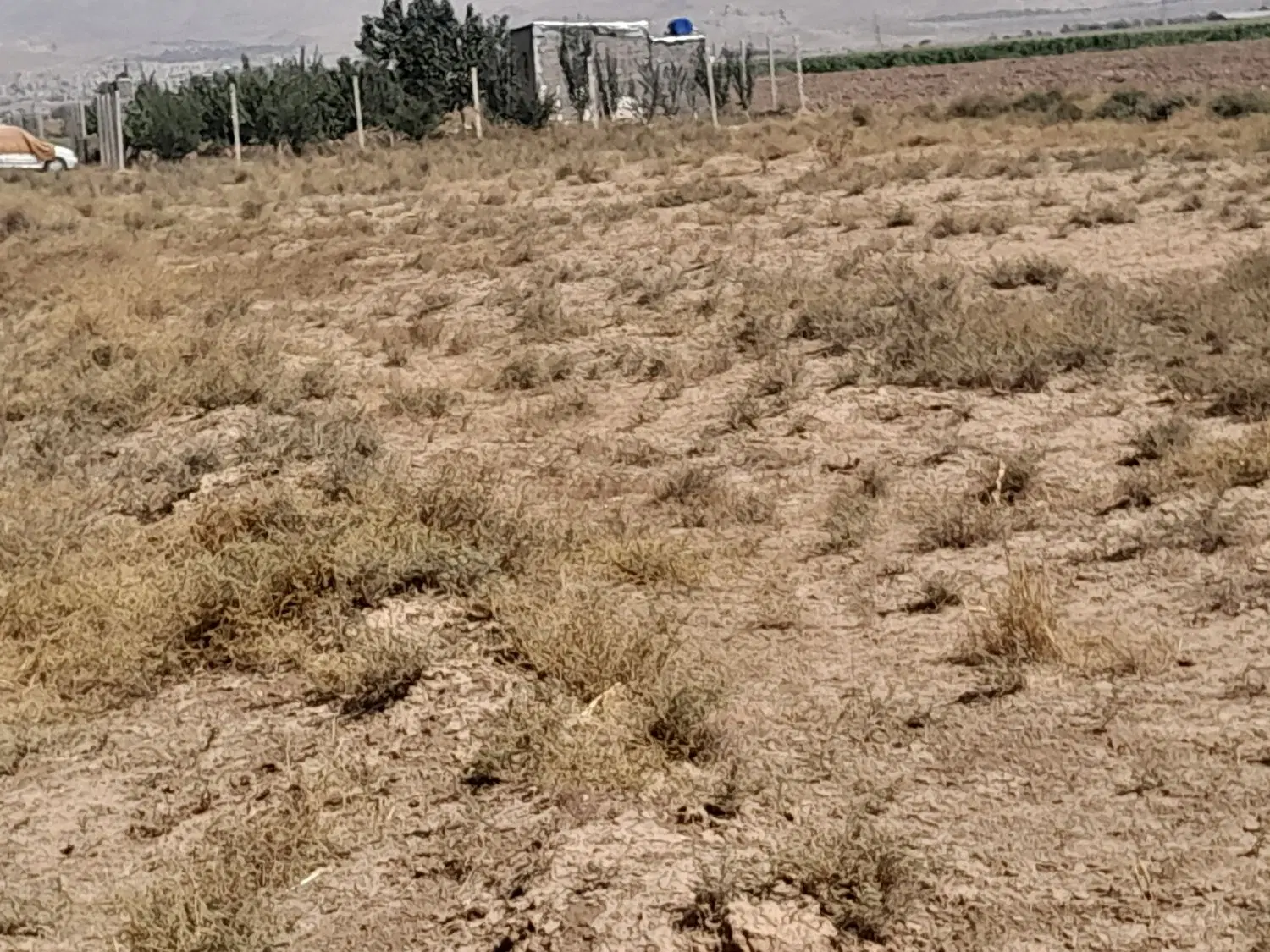 زمین باغی