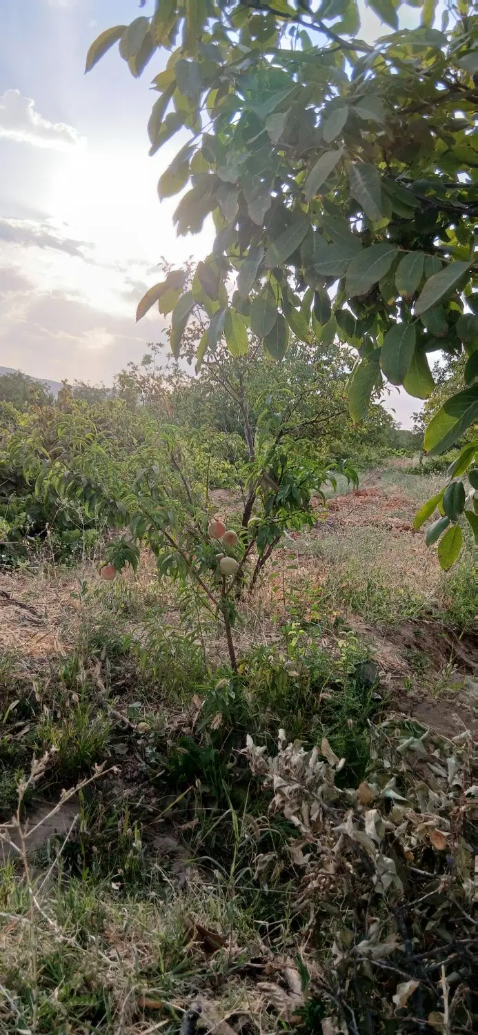 زمین همراه با درخت گردو و بادام