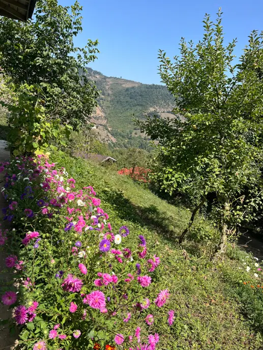 فروش زمین روستایی ۵۰۰ متری مسکونی باپروانه در ارده