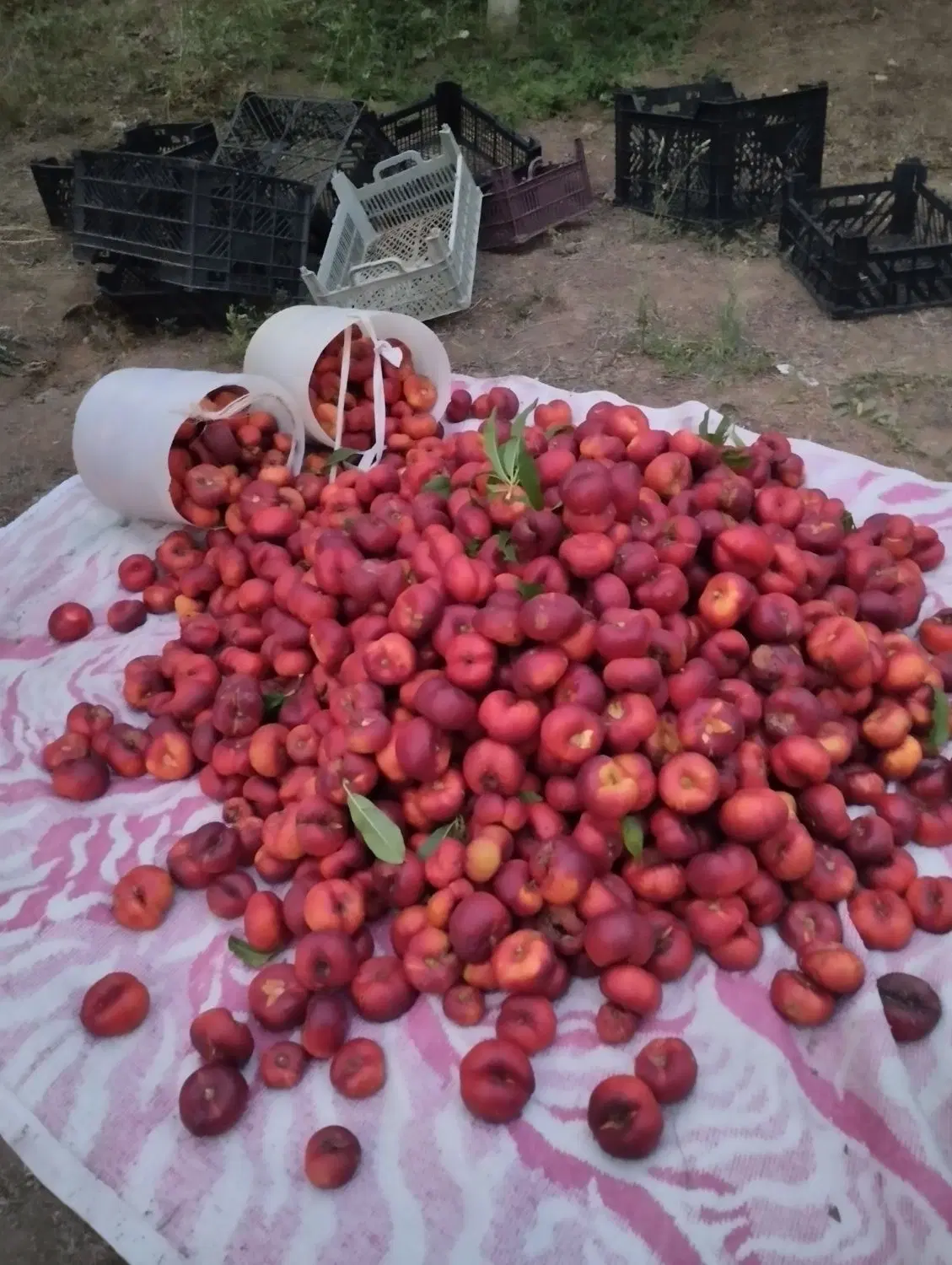 باغ