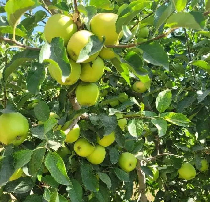 اجاره باغ سیب