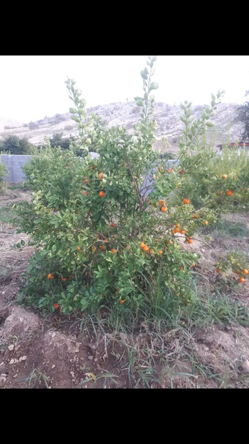 فروش هزارمتری باغ
