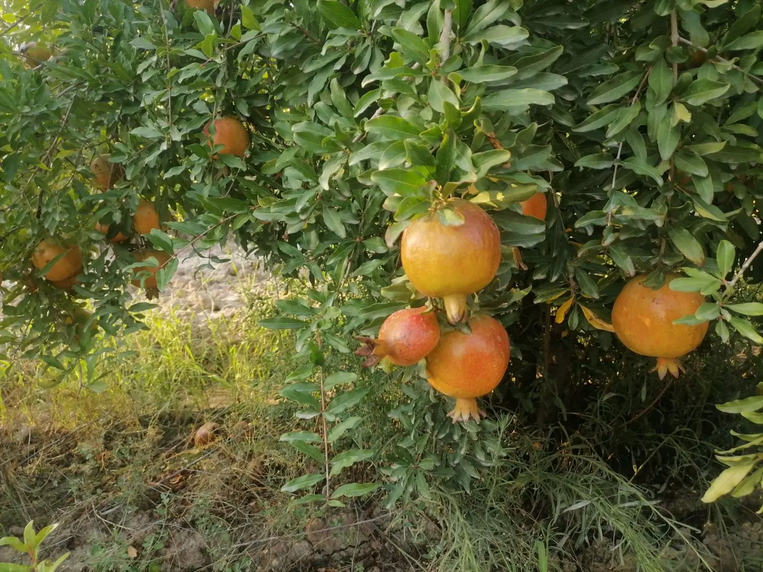 اجاره باغ انار