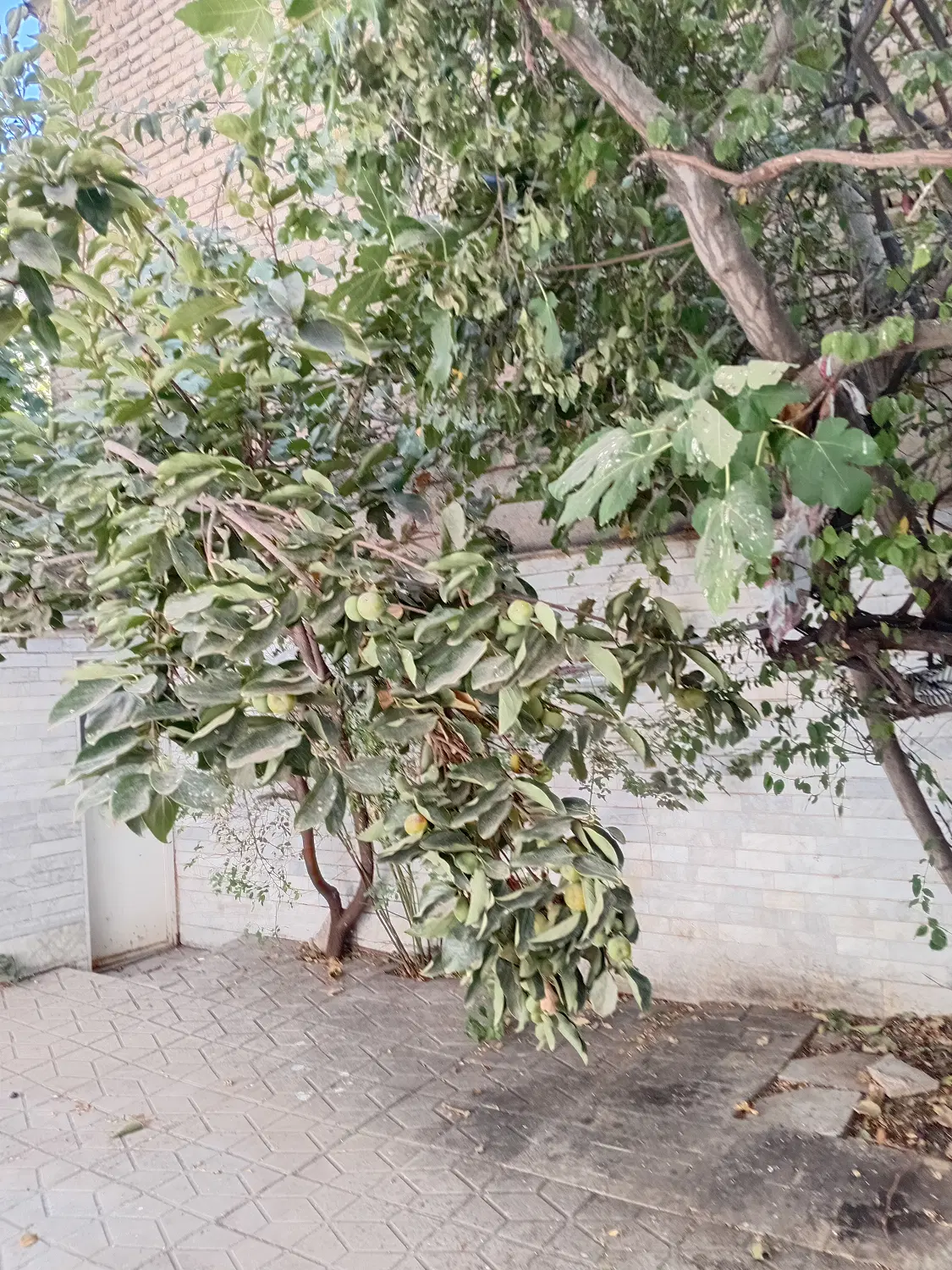 خانه رهن واجاره