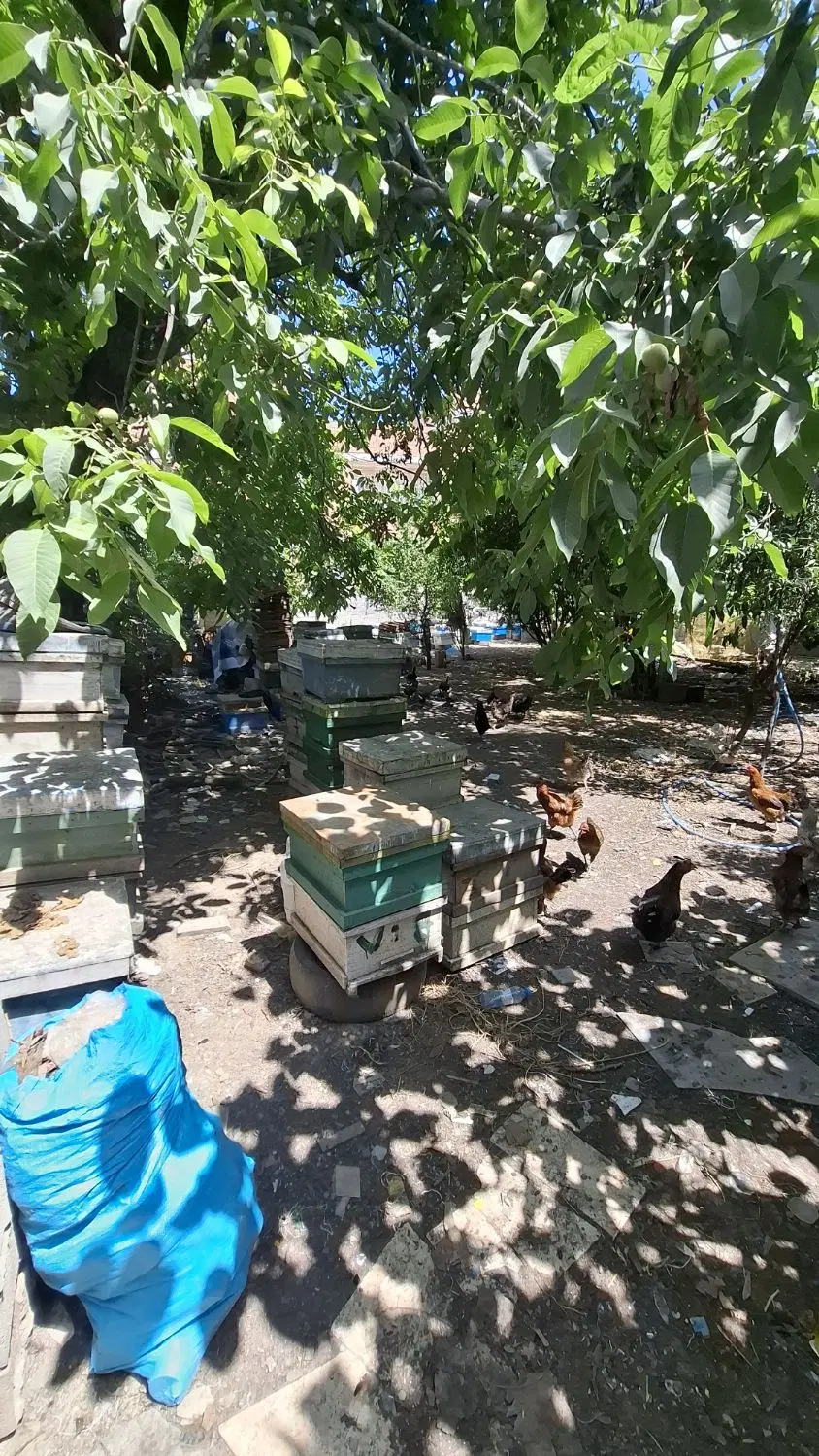دو پلاک ۲۰۰ متری زمین در  هِوِلای ساری