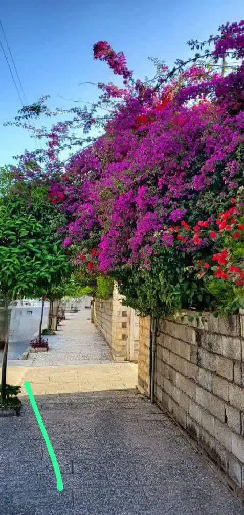 ۵۵۰ متر زمین در کوچه عصمتی