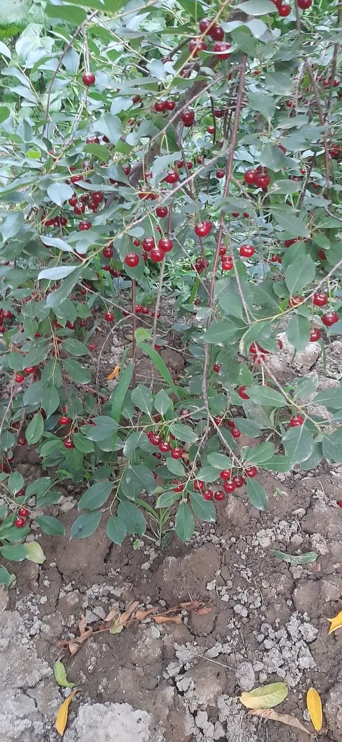 زمین باغچه