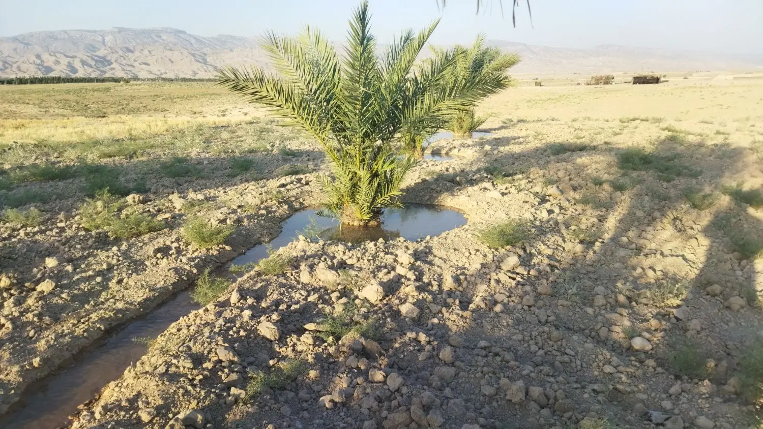 فروش زمین کشاورزی و باغی