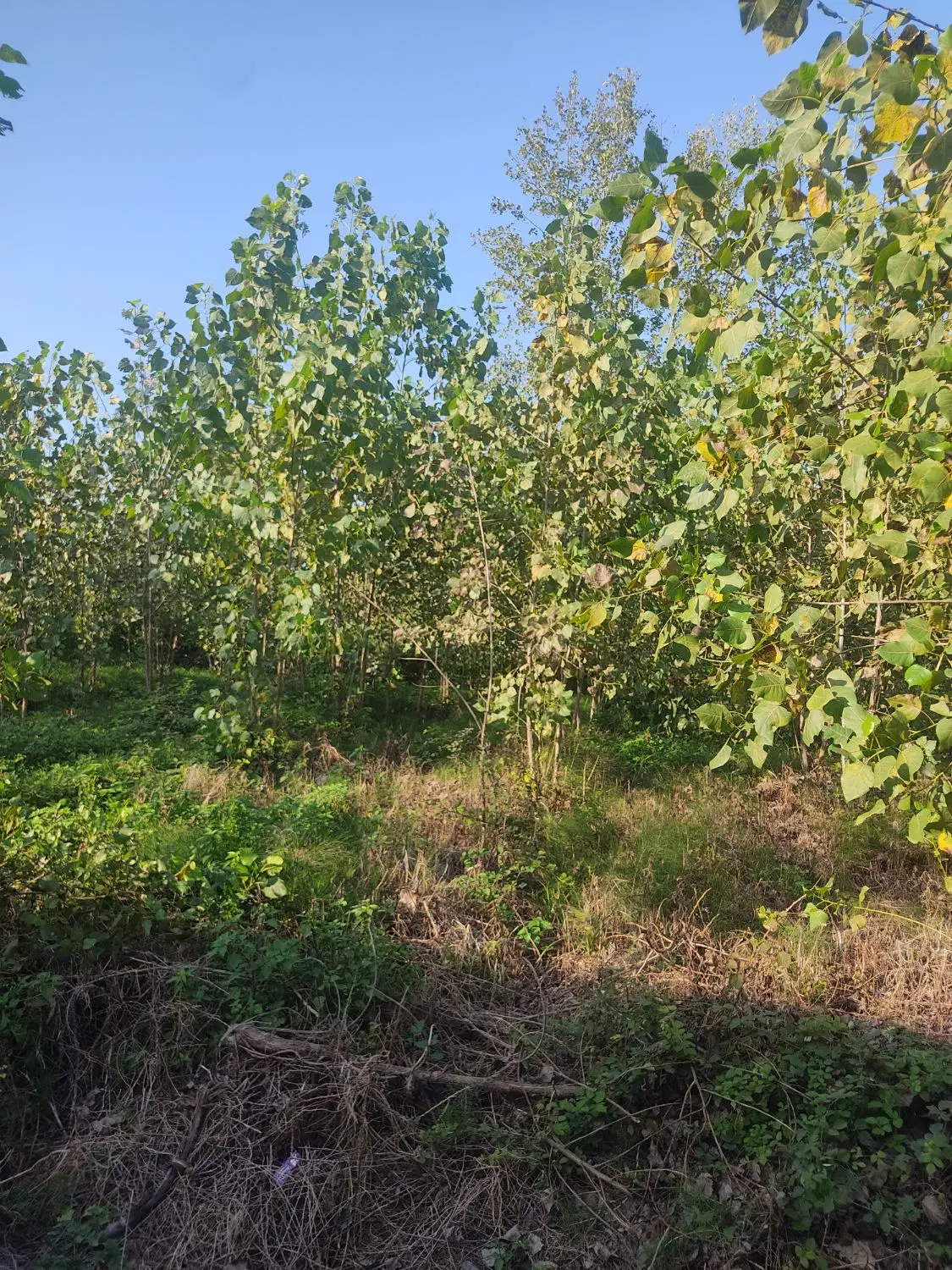 زمین تجاری مسکونی در رودبنه