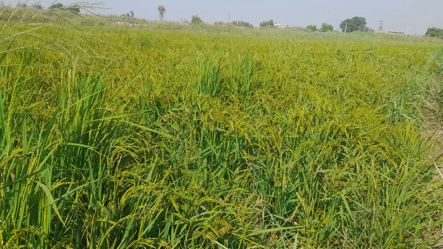 فروش زمین