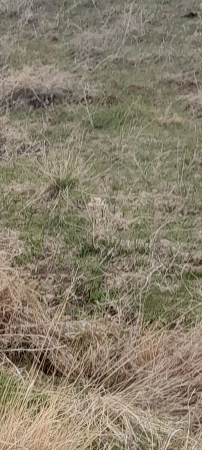 زمین کشاورزی اجاره