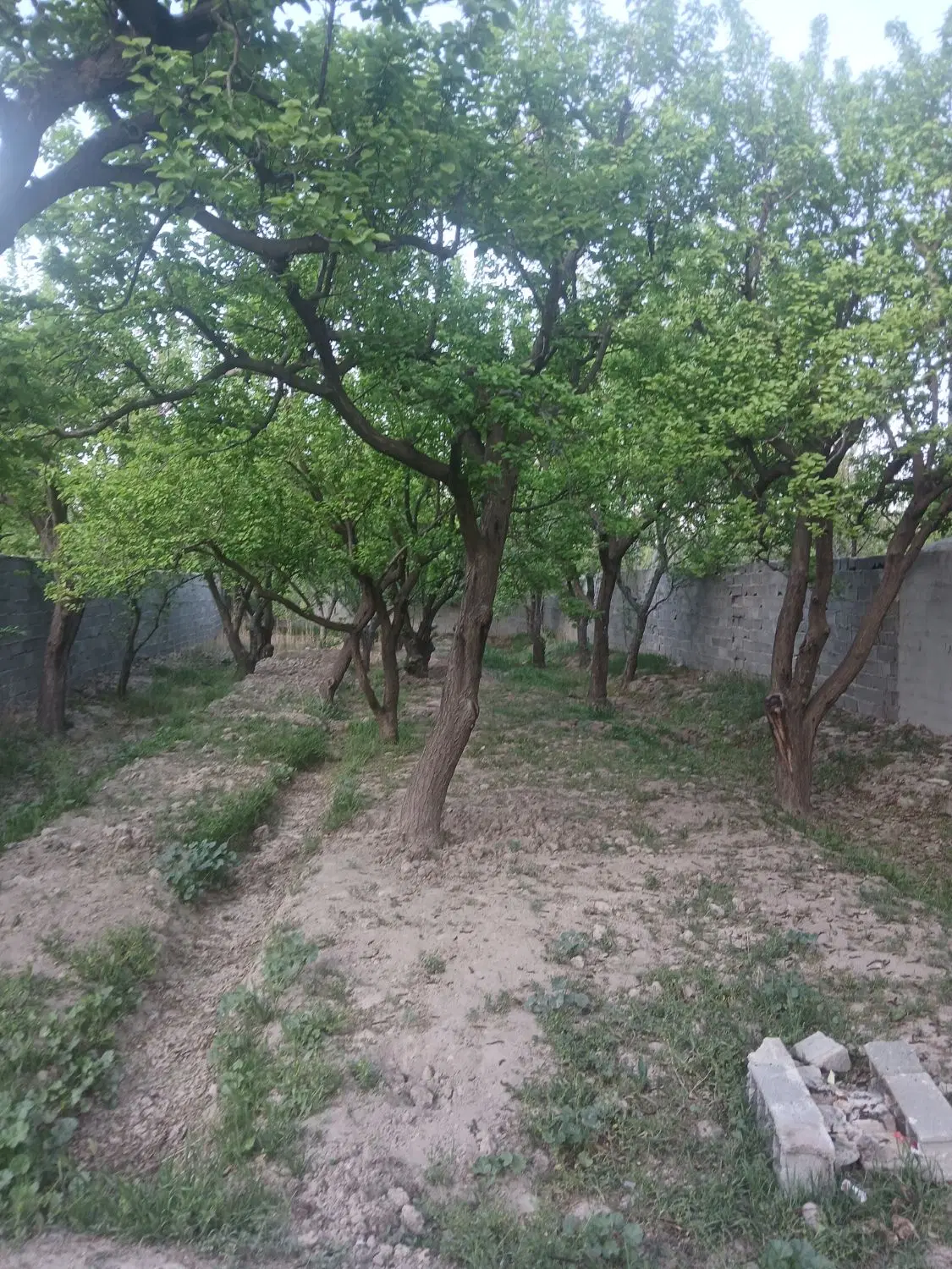باغچه ۲۰۰متری سندتک برگ شهریار