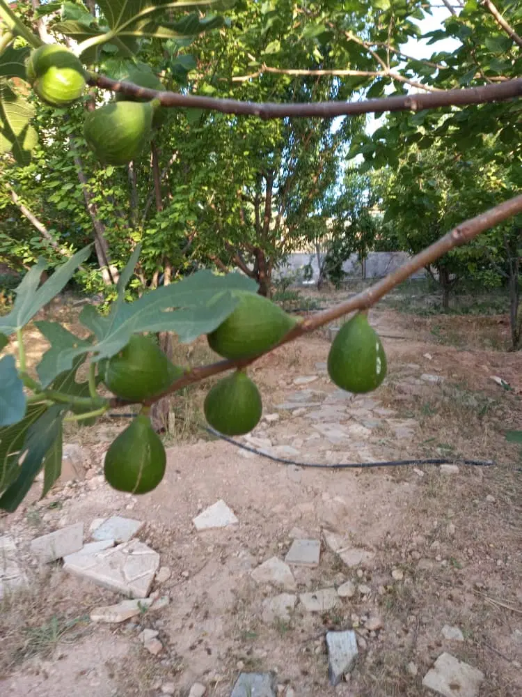 باغچه رودهن مهراباد ۱۳۵۰ متر ۲ نبش
