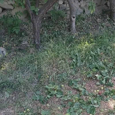 فروش زمین باغ