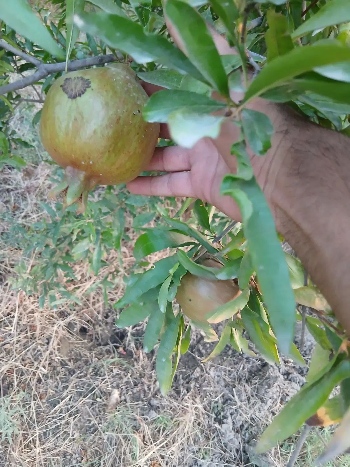 باغ انار و مرکبات هزار متری