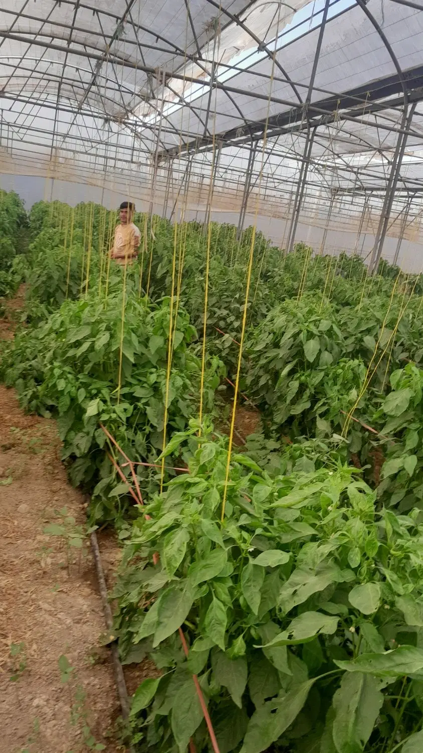 فروش گلخانه