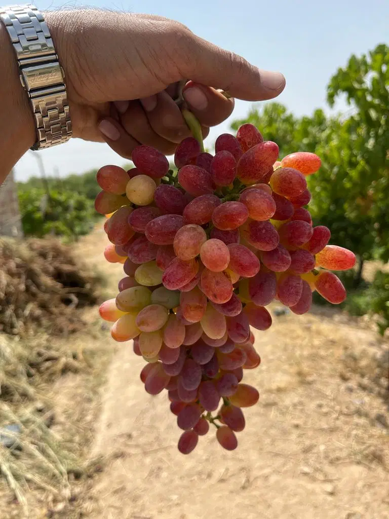 فرصتی استثنایی برای خریدباغ