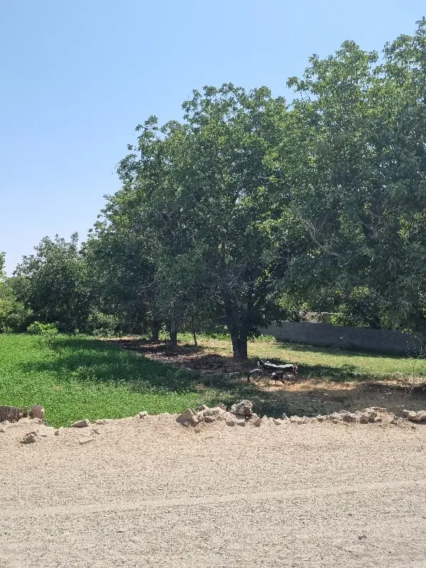 زمین کشاورزی