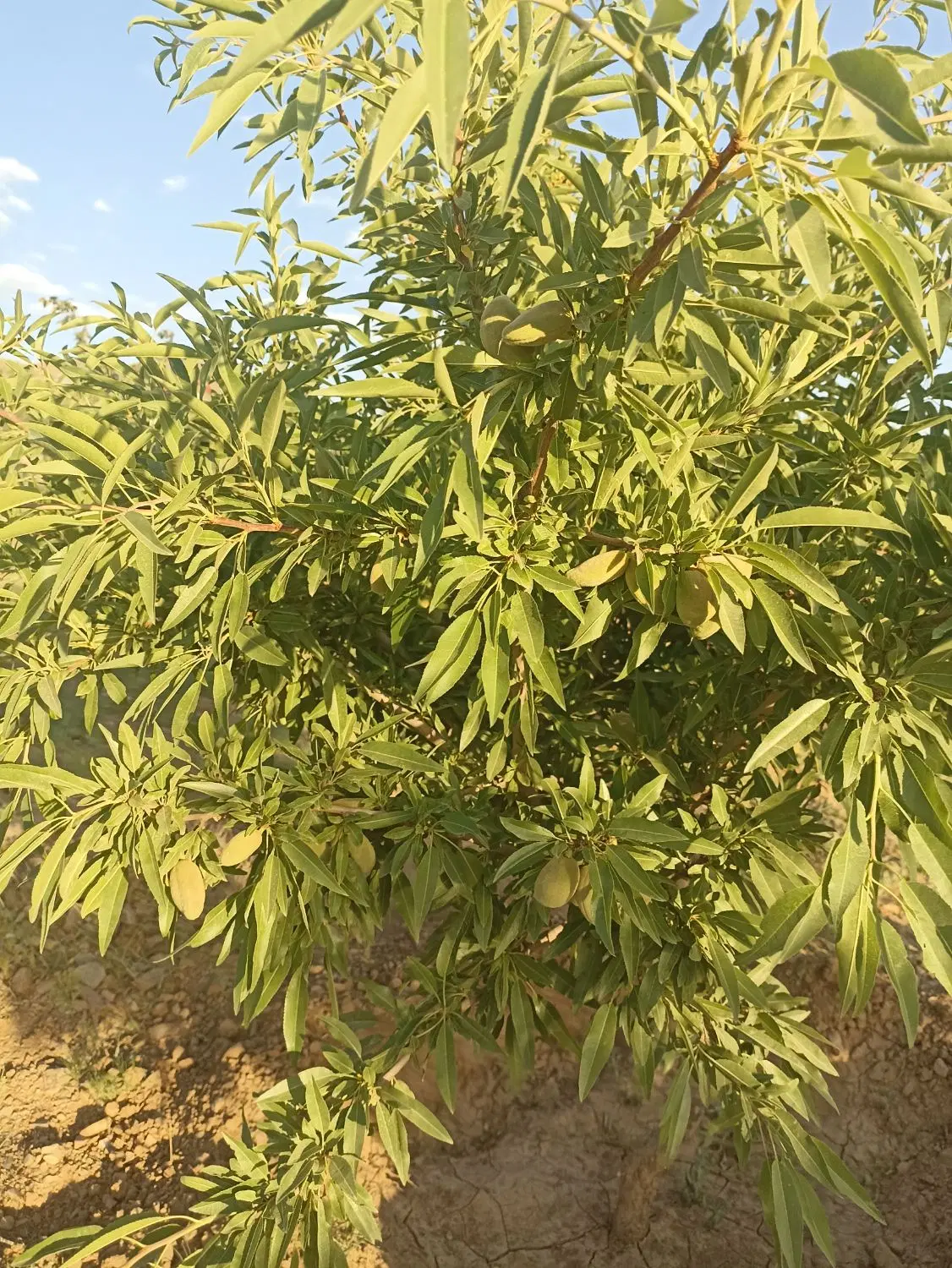 باغ روستای ایوگ