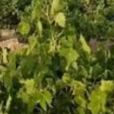 باغ انگور