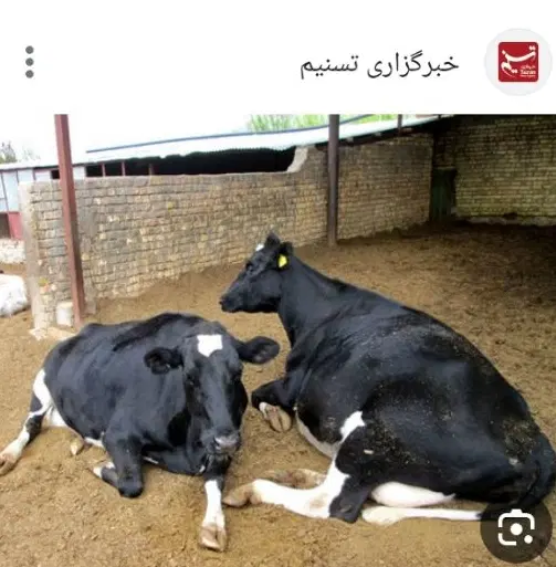 فروش گاوداری300راسی