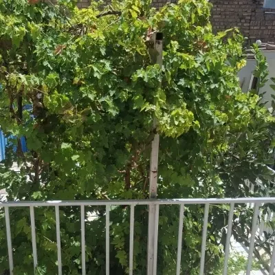 خانه