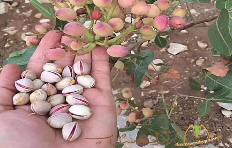 زمین باغ پسته بهمراه آب و دو هکتار زمین دیگر
