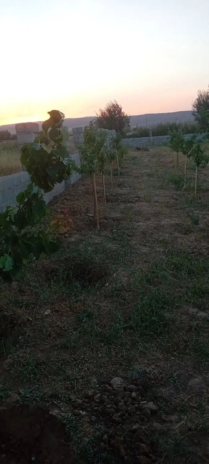 باغ فروشی یا معاوضه