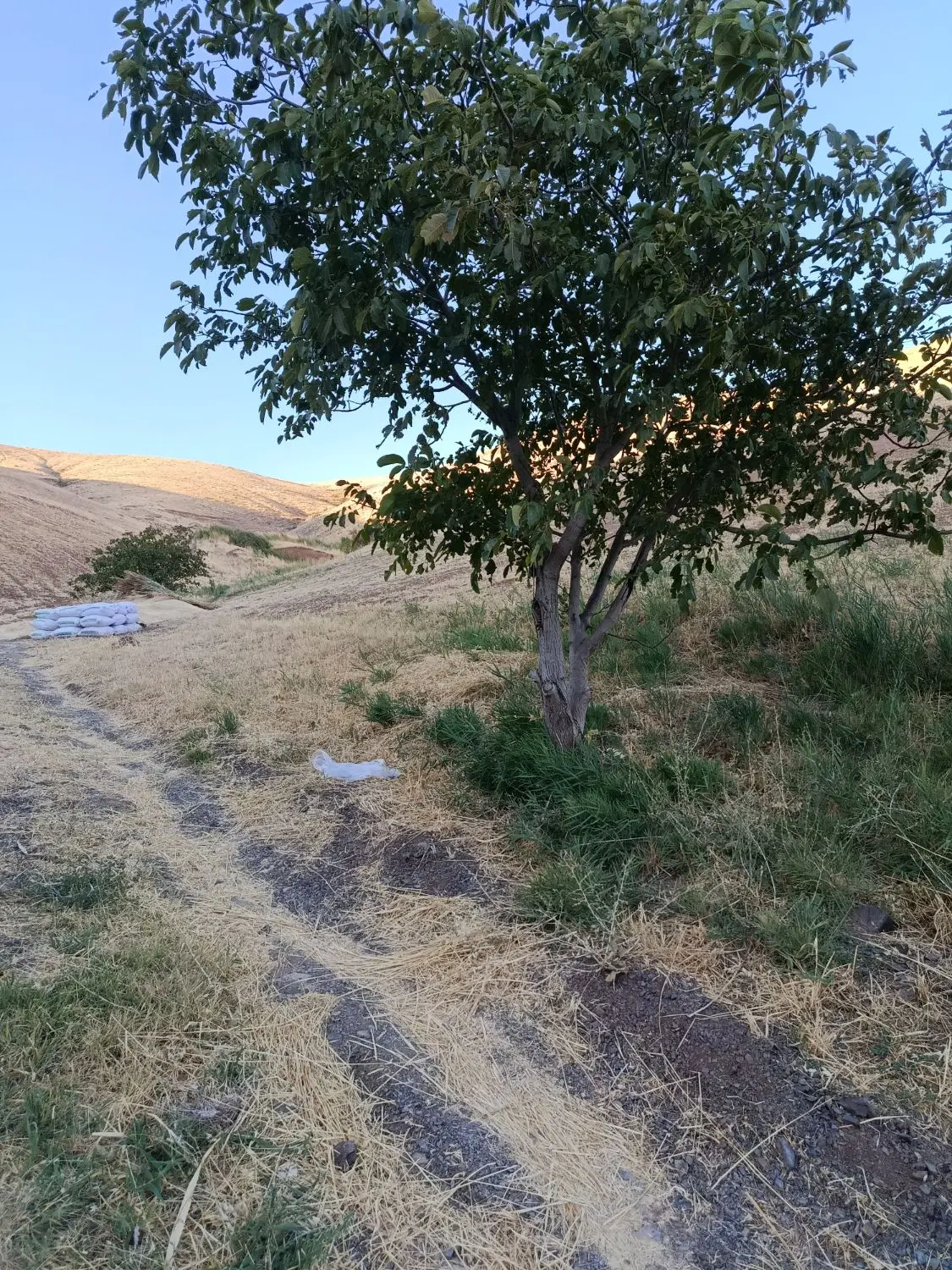 زمین کشاورزی