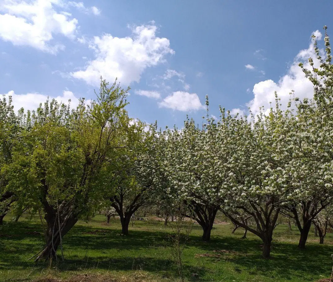 زمین باغی کشاورزی
