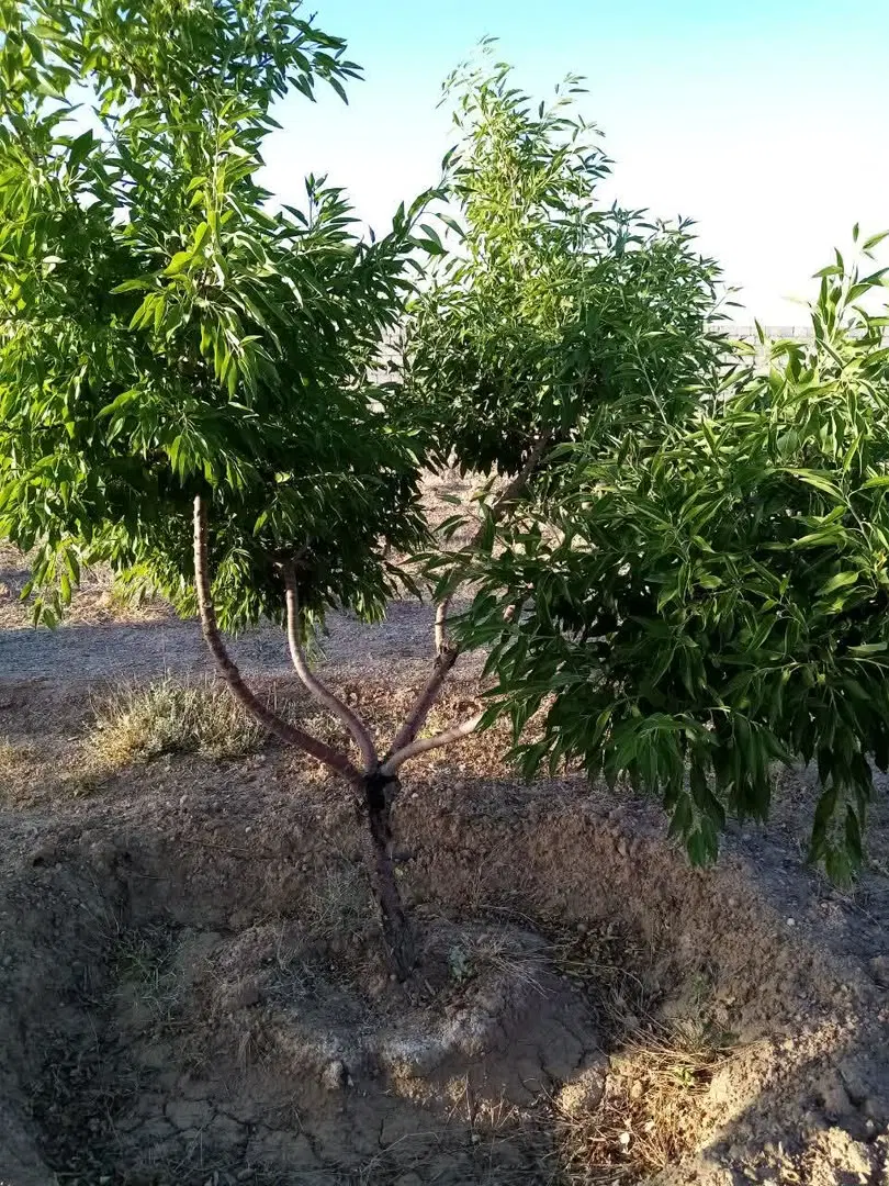فروش باغ جوزدان