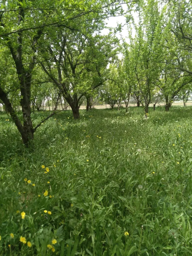 خانه باغ