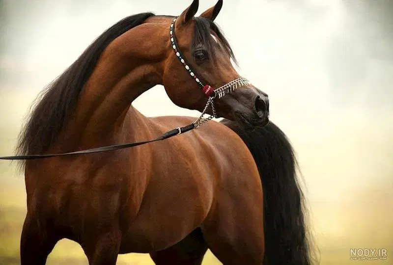 اجاره اصطبل اسب