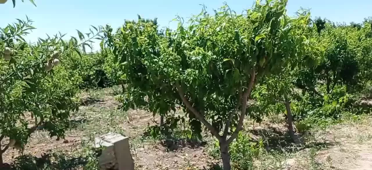 باغچه هزار متری نزدیک جاده اصلی(معاوضه)