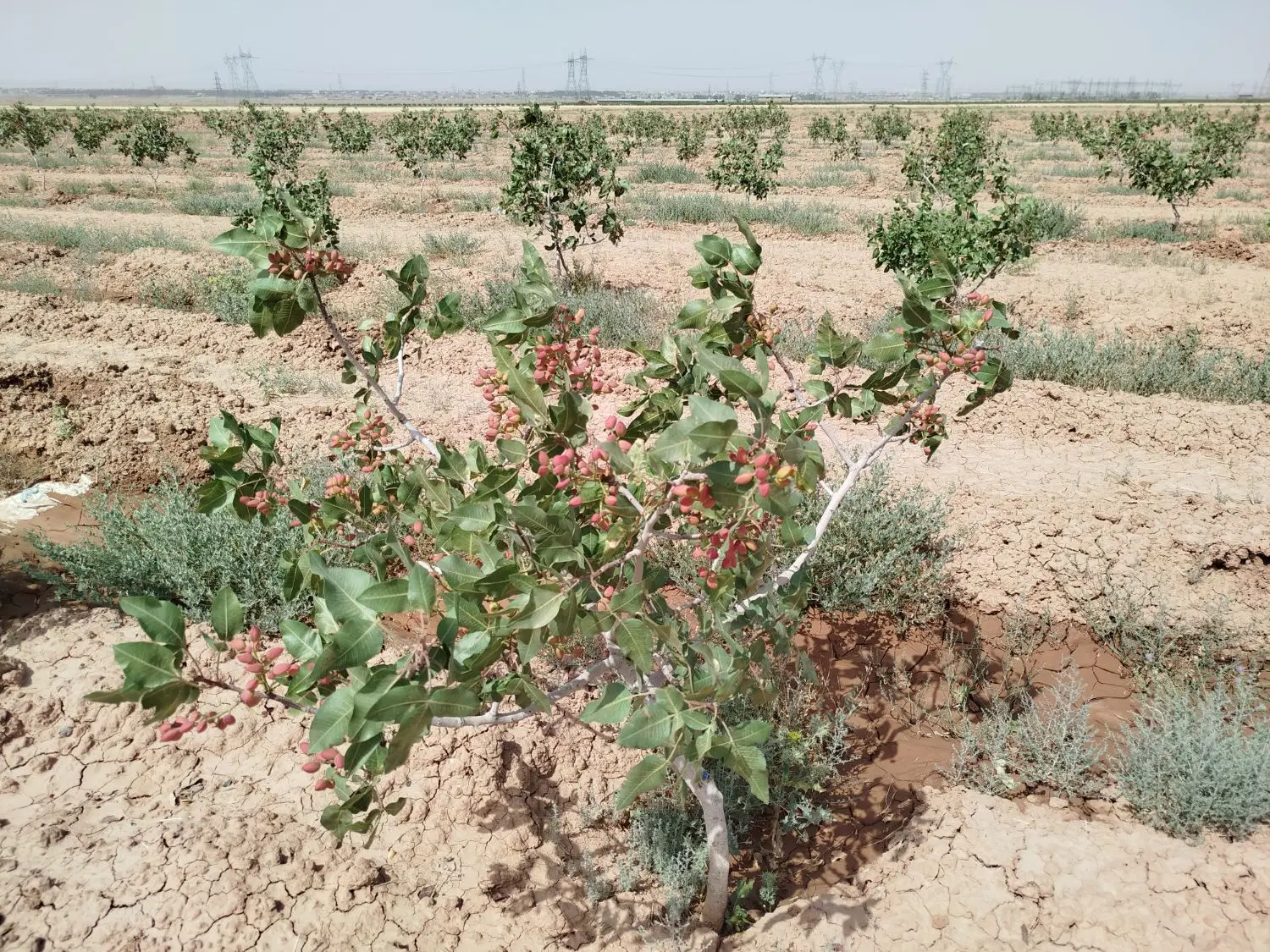 زمین کشاورزی باسهم ازدوچاه 8 اینج