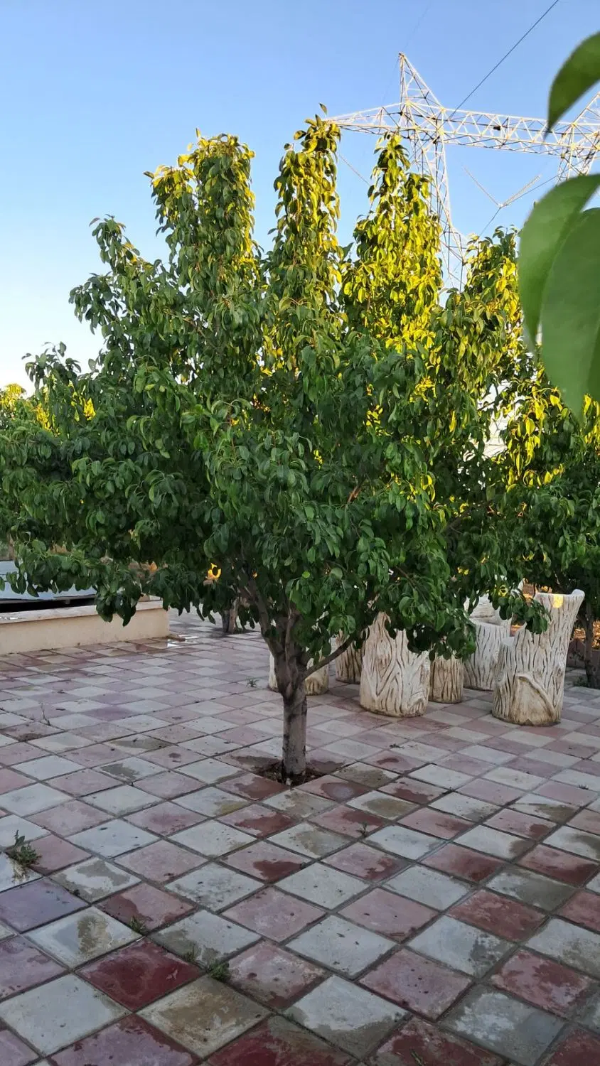 باغ ویلا